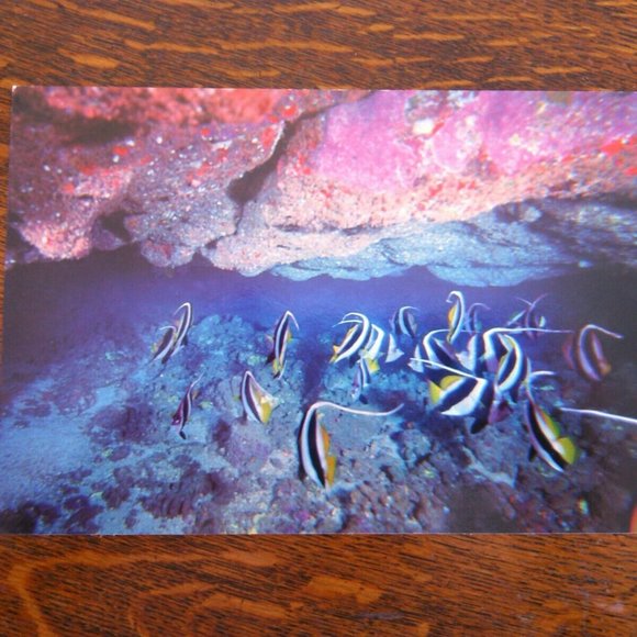 Vintage Postcard Marine Murals Hawaii Moorish Idols Fish & Black Coral Unposted - Picture 5 of 16